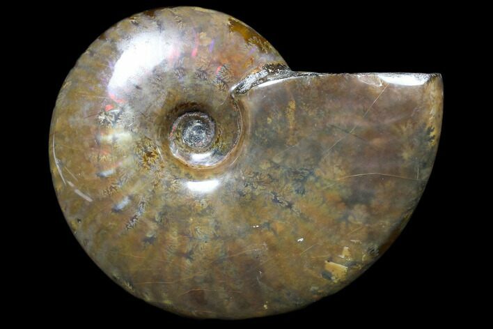 Flashy Red Iridescent Ammonite - Wide #81851